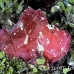 scorpionfish_leaf_ni_h_0052_pal0168.jpg